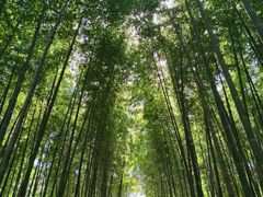 -树山生态村