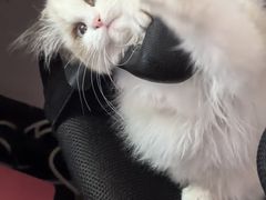 -美联众合动物医院·24h转诊中心