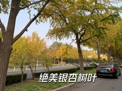 -三里屯东五街银杏大道