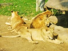 -北京野生动物园