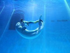 -芜湖新华联大白鲸海洋公园