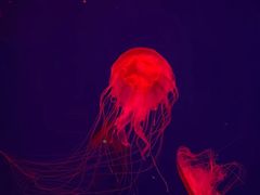 -波塞冬海底世界