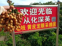 -从化深英荔枝黄皮龙眼采摘园