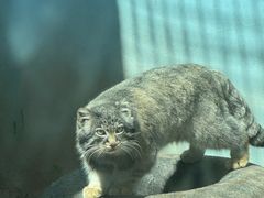 -青藏高原野生动物园