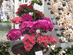 景点-上海鲜花港