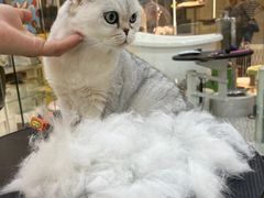 -momokira米努特·德文卷毛猫·棉花面纱犬
