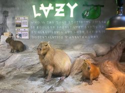 -Zoolung Zoolung动物主题公园(海信广场店)