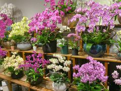 -双季花艺园艺市场(浦东店)