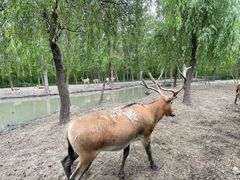 -溱湖国家湿地公园