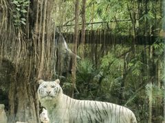 -广州长隆野生动物世界