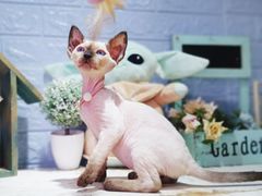 -十年猫舍·猫咪专门店(普陀店)