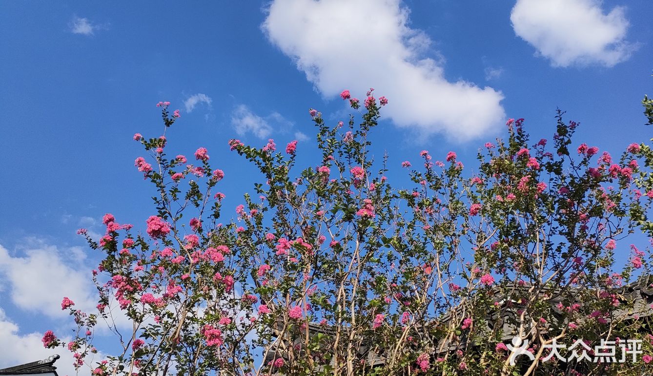 花树旁的咖啡厅