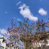 花树旁的咖啡厅