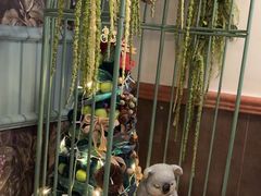 -春风·有糖(崇宁路店)