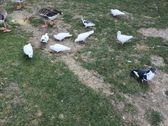 -银树楼(紫玉山庄东区店)