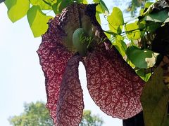 -中国科学院西双版纳热带植物园