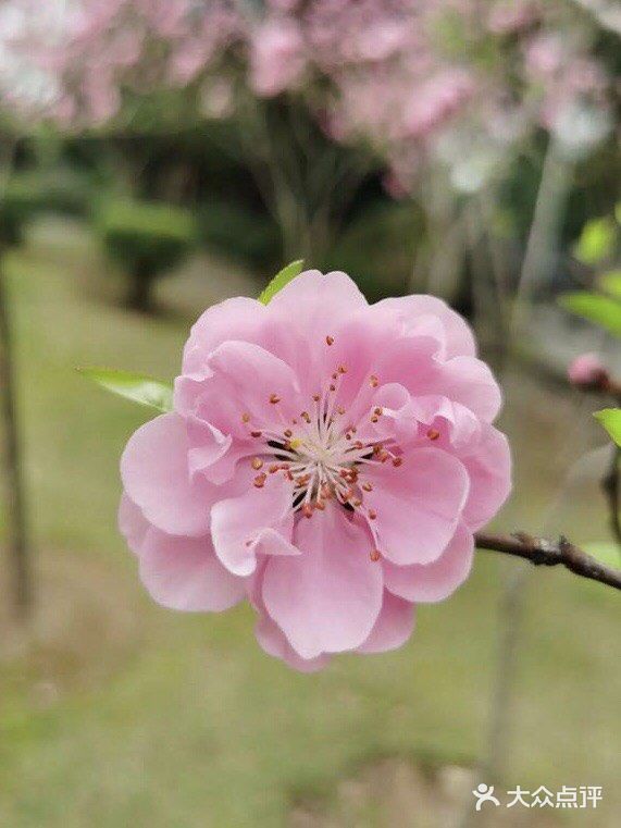 这是适合播种的时节。花怒放，人有情