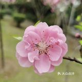这是适合播种的时节。花怒放，人有情