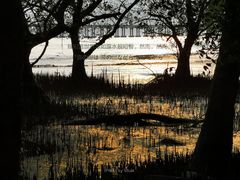 -宝安西湾红树林湿地公园