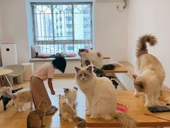 -有喵·猫咖·狗咖·30几只猫10只小狗(岗厦店)