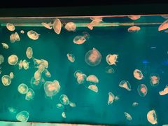-大连圣亚海洋世界