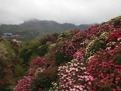 -贵州百里杜鹃风景名胜区