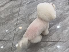 -芭比堂动物医院·24小时·眼科中心(深圳中心)