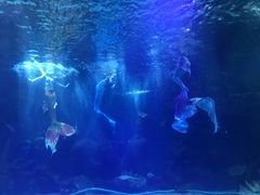 -石家庄海洋公园
