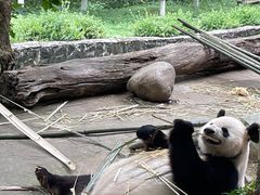 -都江堰中华大熊猫苑