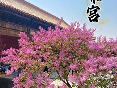 -雍和宫