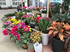 -龙大花卉苗木市场