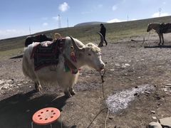 -大冬树山垭口