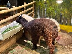 -正佳雨林生态植物园