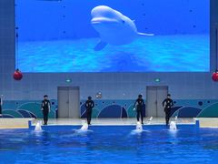 -石家庄极地海洋世界