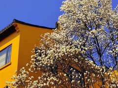 -龙华寺