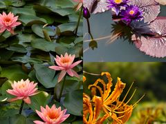 -国家植物园南园