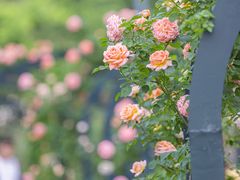 -下渚湖·湿地公园