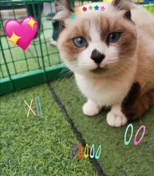 -萌宠亲子动物乐园(槐房万达店)