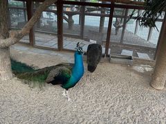 -南宫五洲植物乐园