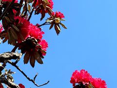 -贵州百里杜鹃风景名胜区