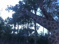 -清迈夜间动物园