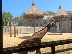 -西霞口神雕山野生动物世界