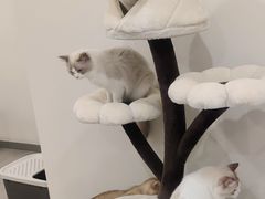 -有喵·猫咖·狗咖·30几只猫10只小狗(岗厦店)