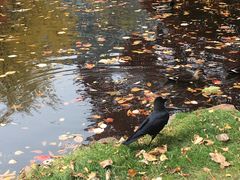 -北海道厅旧本厅舍(旧本庁舎)