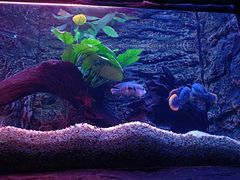 -上海海洋水族馆