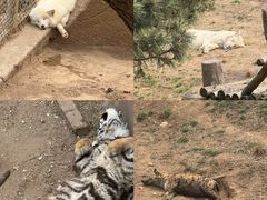 -西霞口神雕山野生动物世界