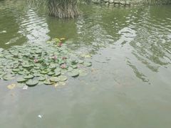 -武汉紫薇都市田园