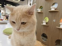 -COLOR PETS 撸猫馆·购猫·猫咖(长风大悦城店)