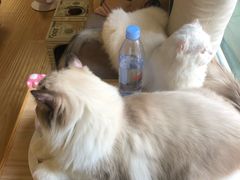 -猫和宫(六道口店)