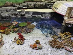 -上海海洋水族馆